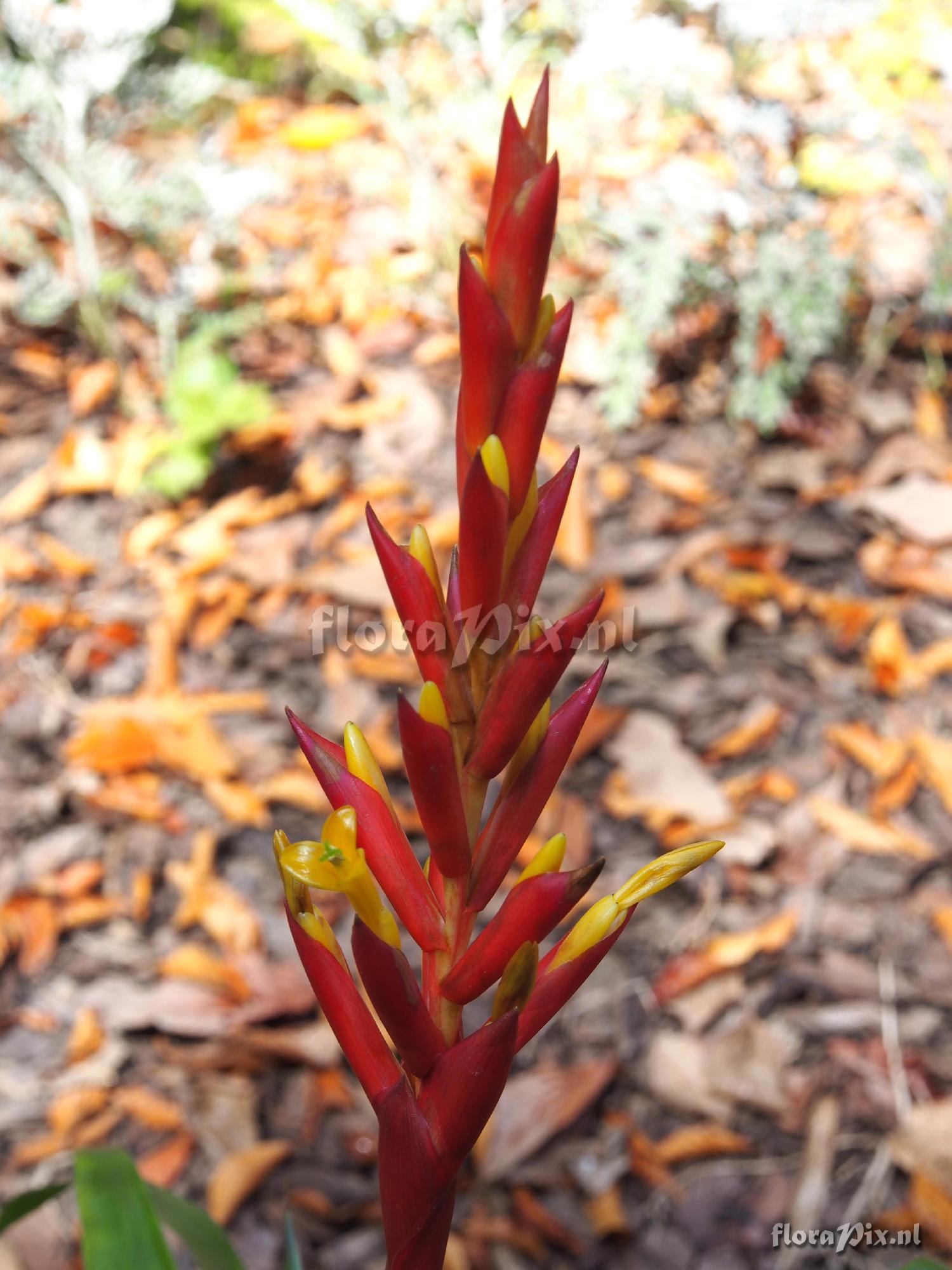 Guzmania rosea?