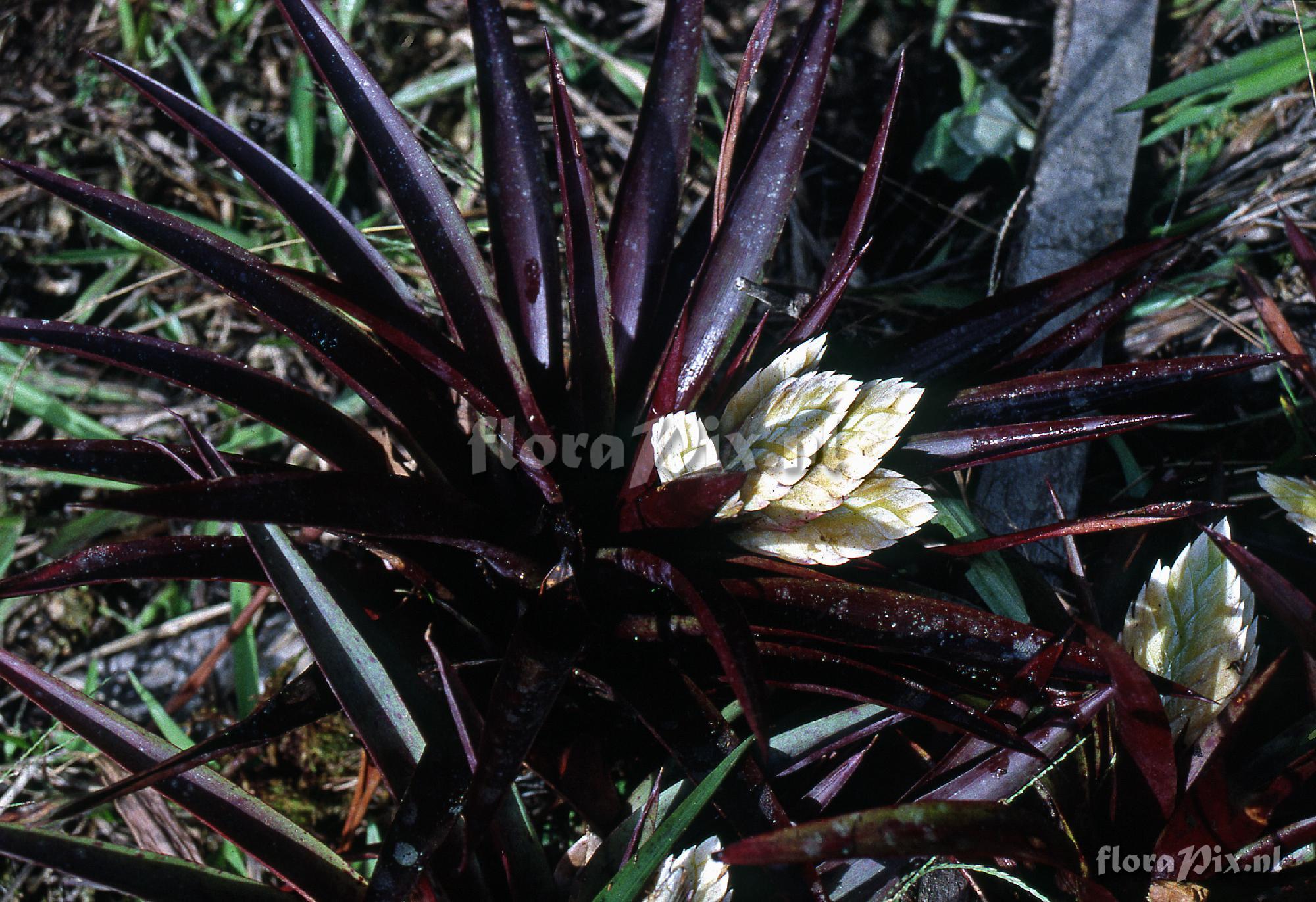 Tillandsia raackii