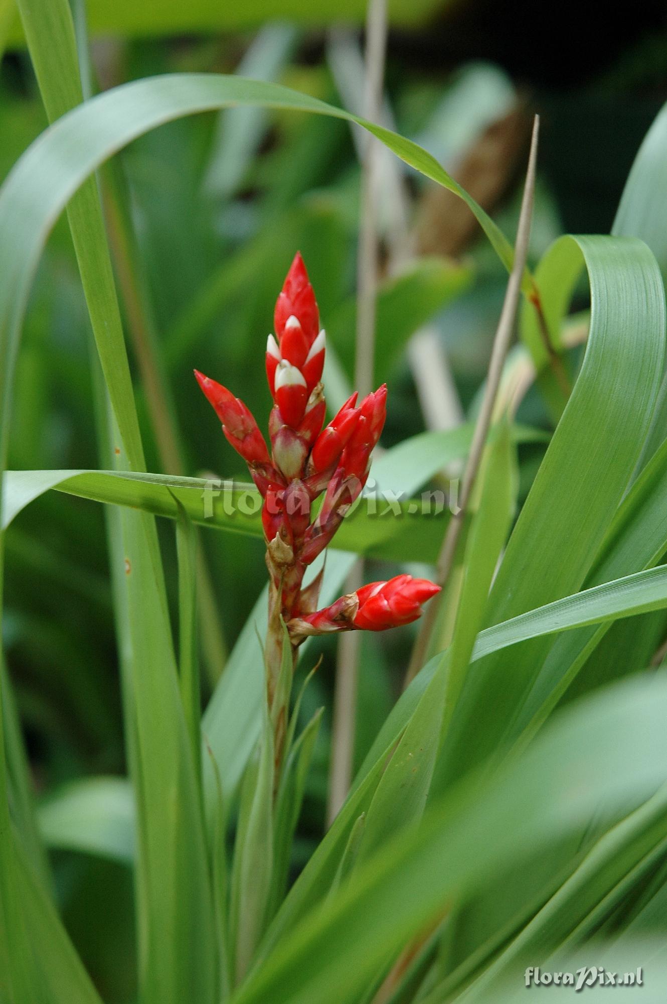 Guzmania madisonii 