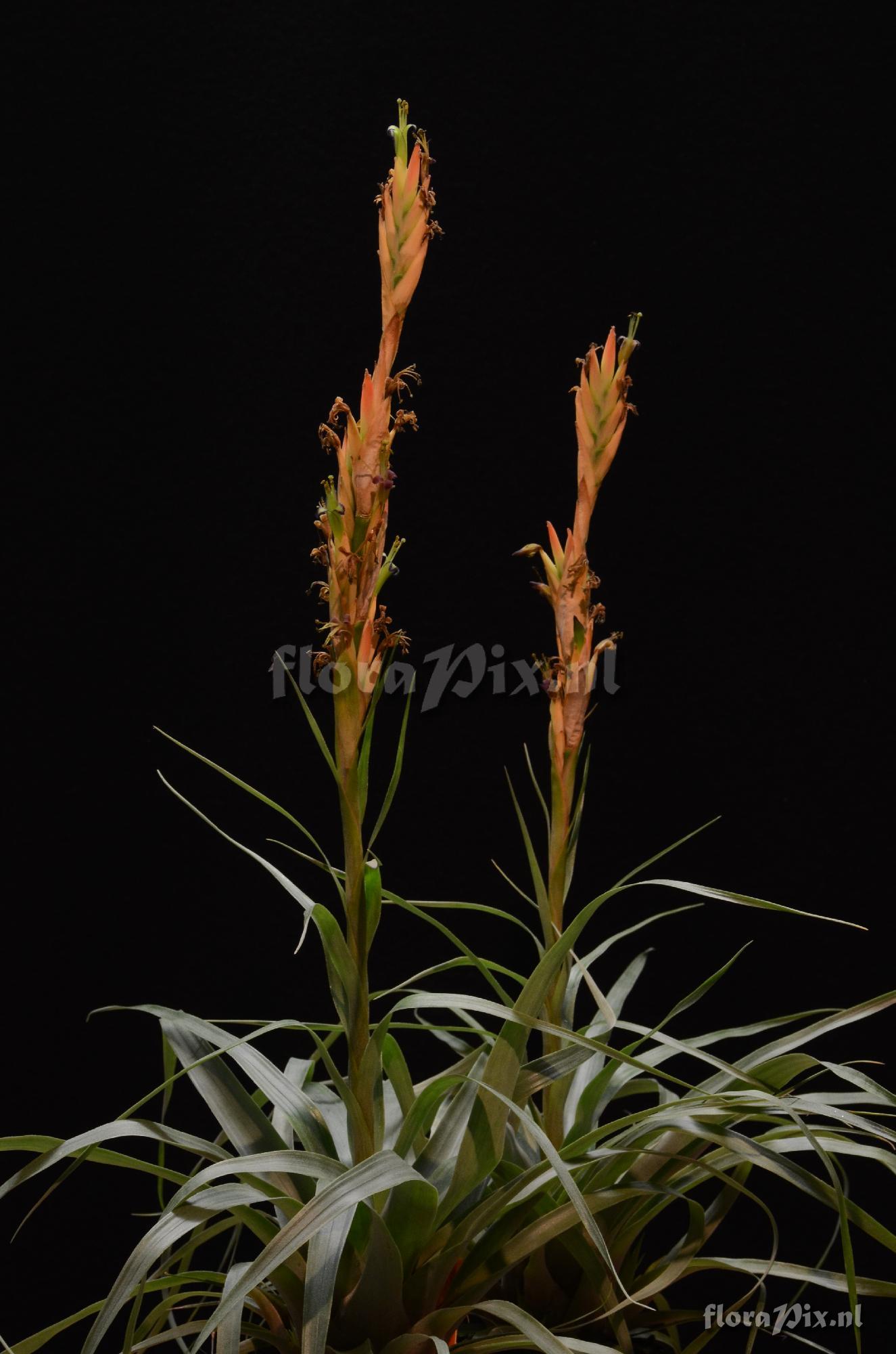 Tillandsia olmosana var. pachamamae 