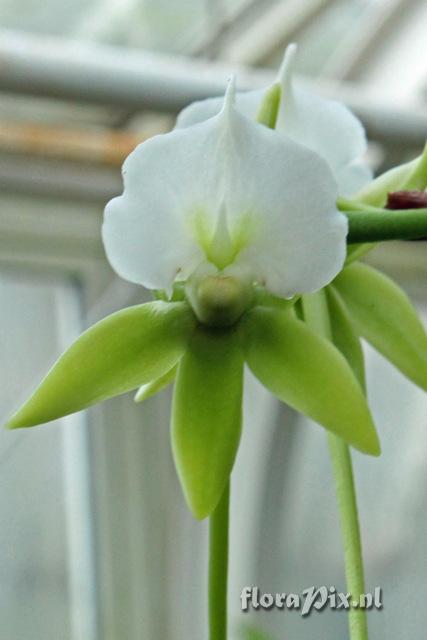 Angraecum eburneum ssp xerophilum