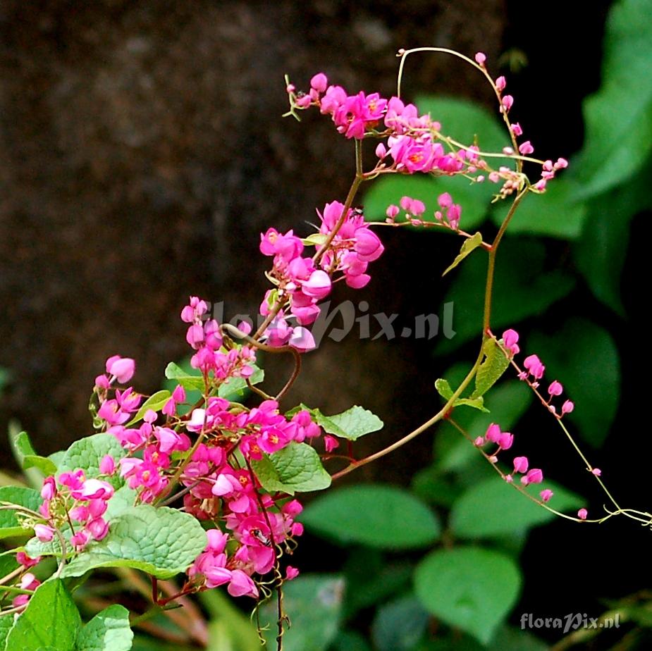 Antigonon sp.  Polygonaceae