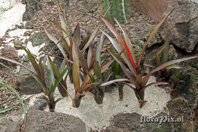 Neoregelia sarmentosa