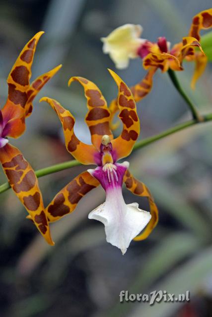 Miltonia clowesii 