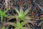 Orthophytum saxicola var aloifolium