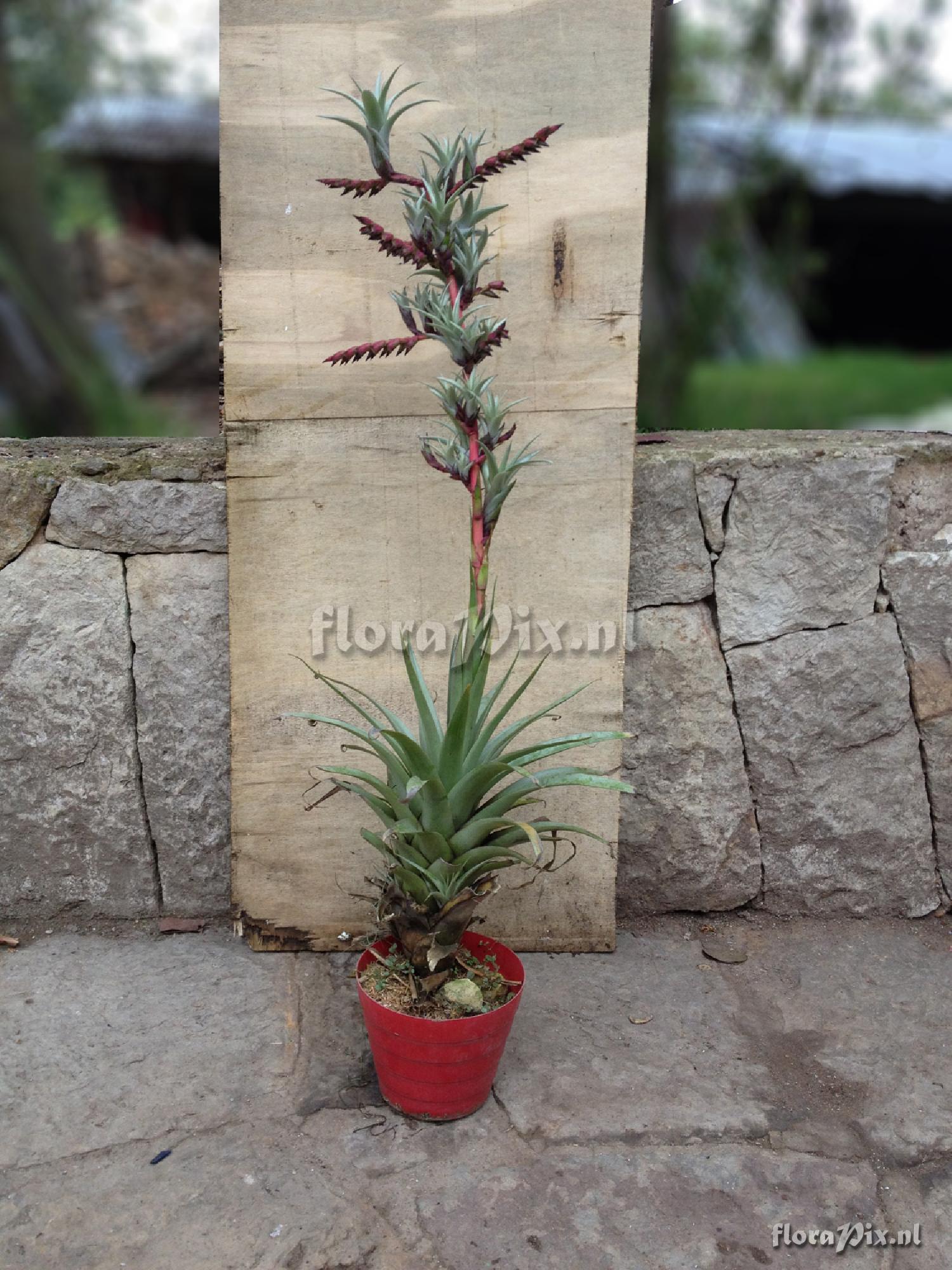 Tillandsia secunda