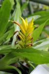 Vriesea pallidiflora