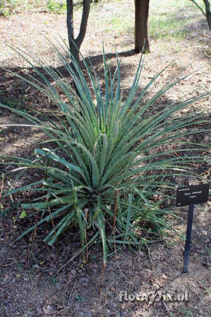 Puya chilensis