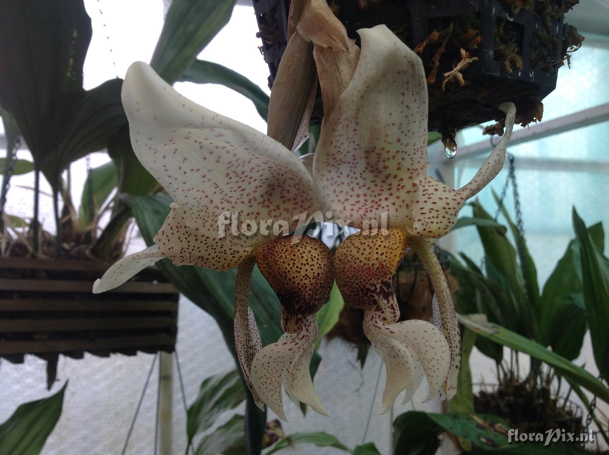 Stanhopea napoensis