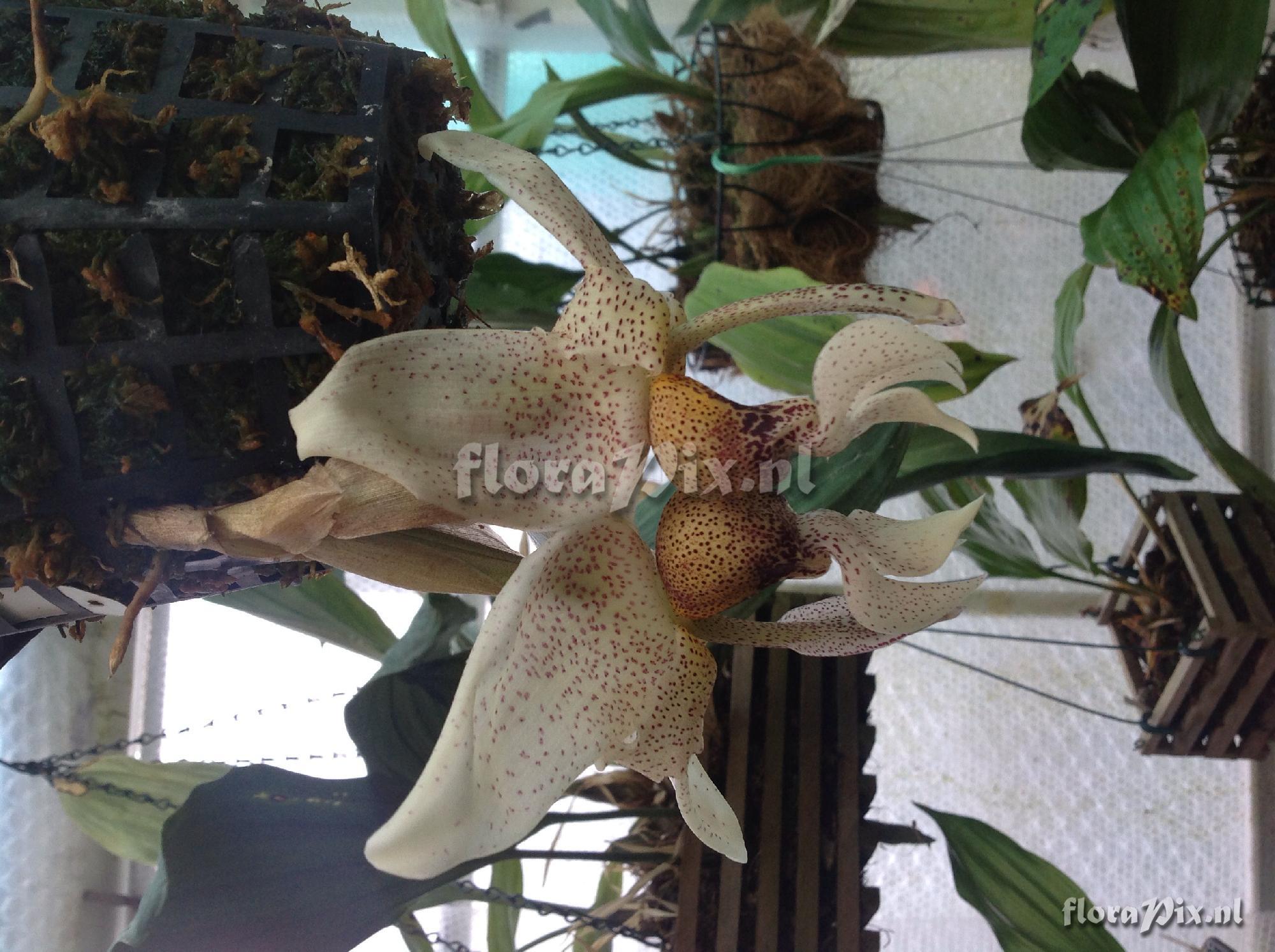 Stanhopea napoensis