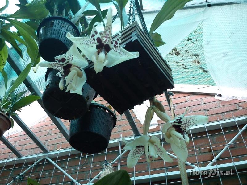 Stanhopea martiana