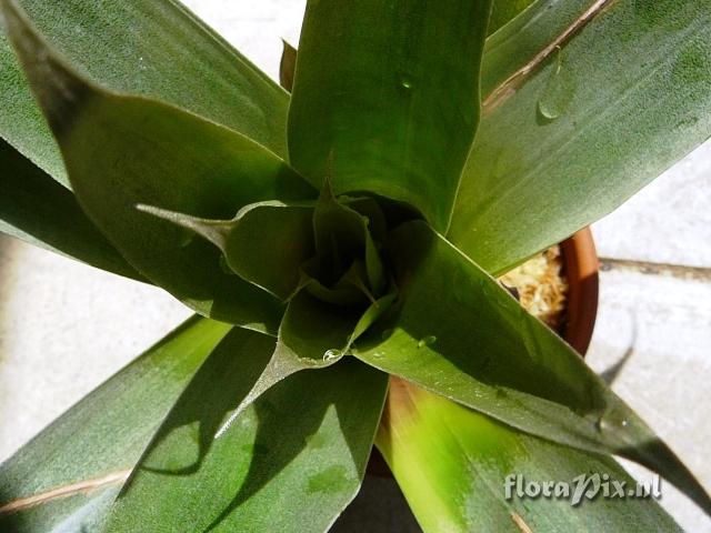 Tillandsia pomacochae