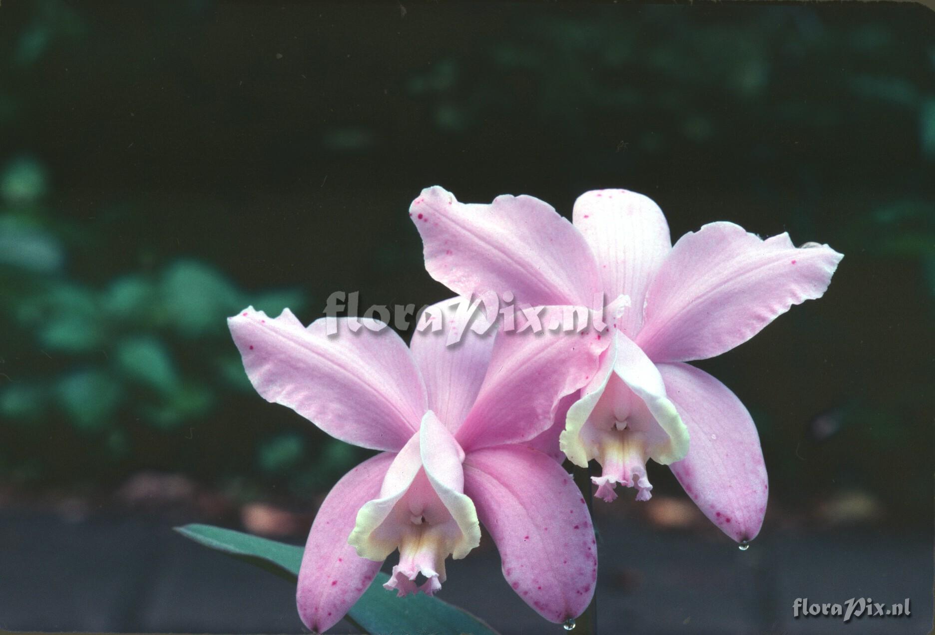 Cattleya loddigesii