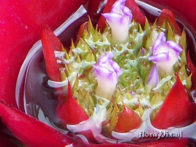 Neoregelia fosteriana