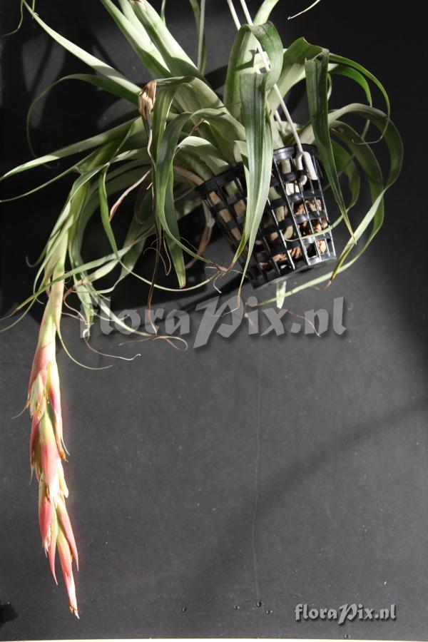 Tillandsia elvira grossiae