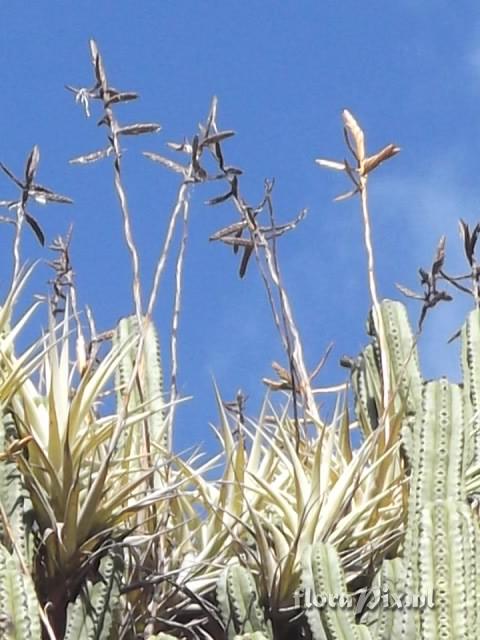 Tillandsia latifolia var. divaricata  