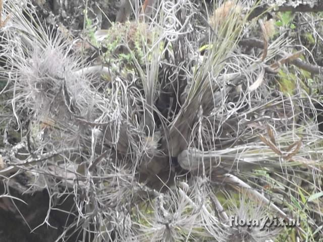 Tillandsia disticha