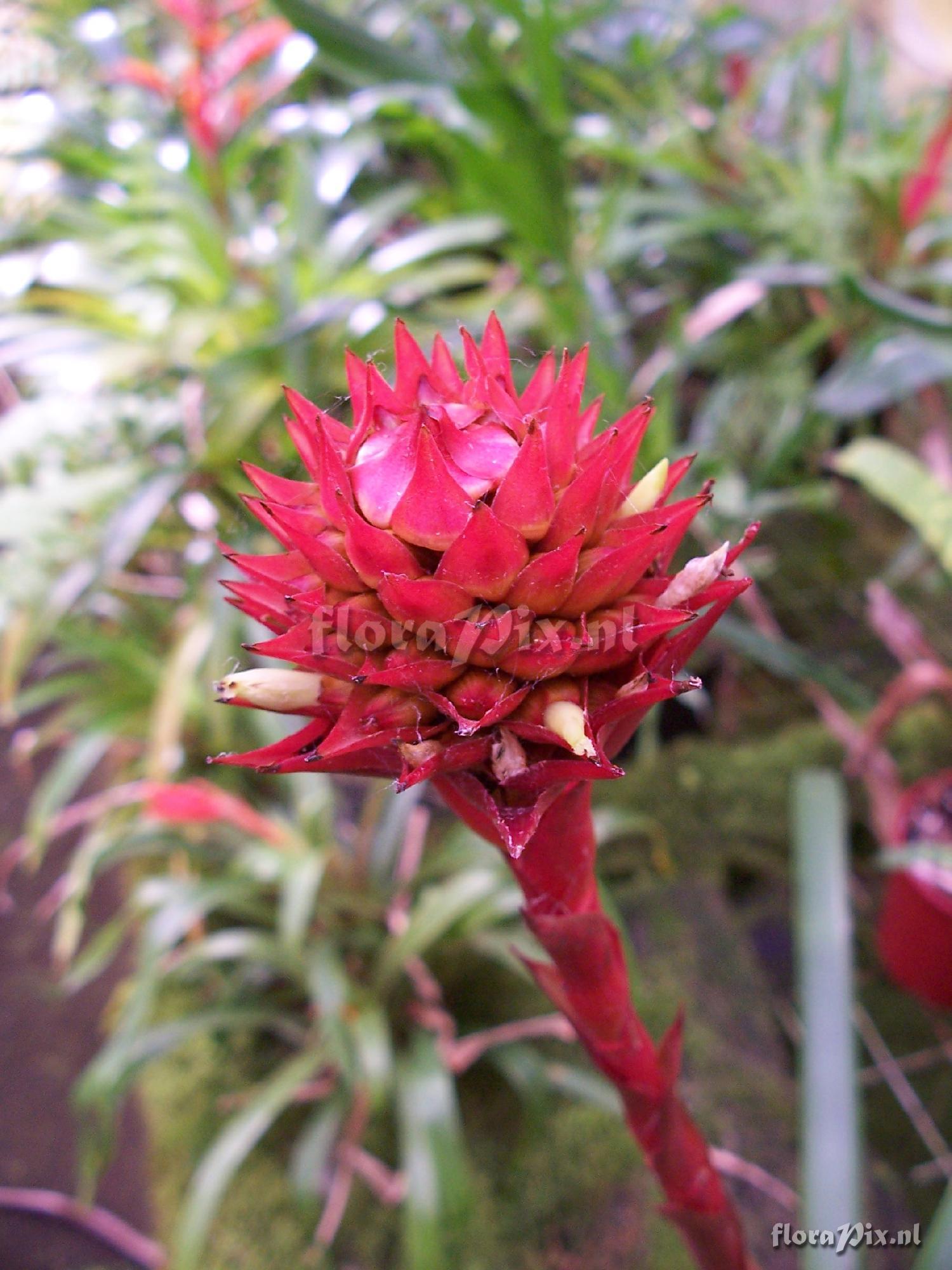 Guzmania besseae