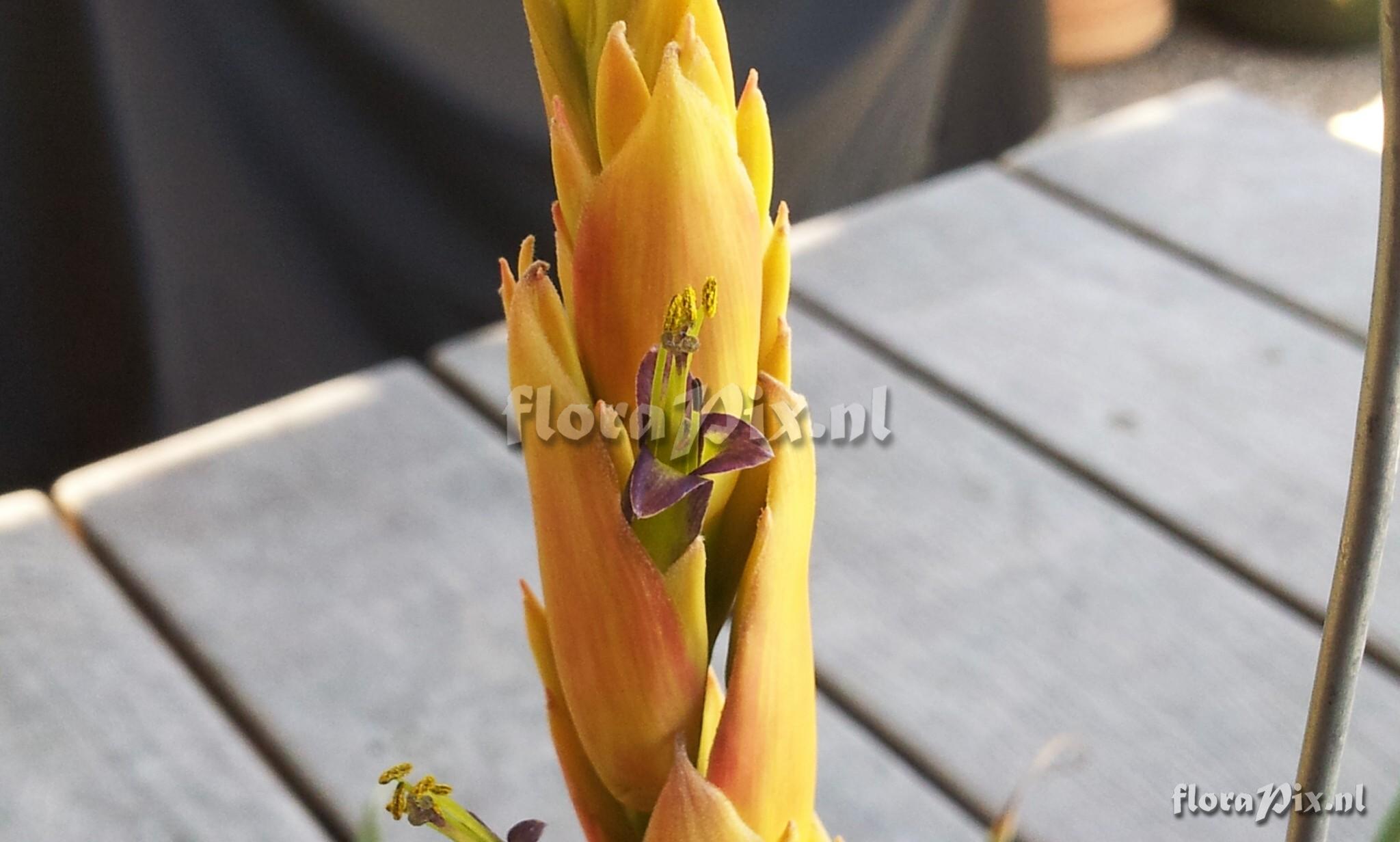 Tillandsia porphyrocraspeda??