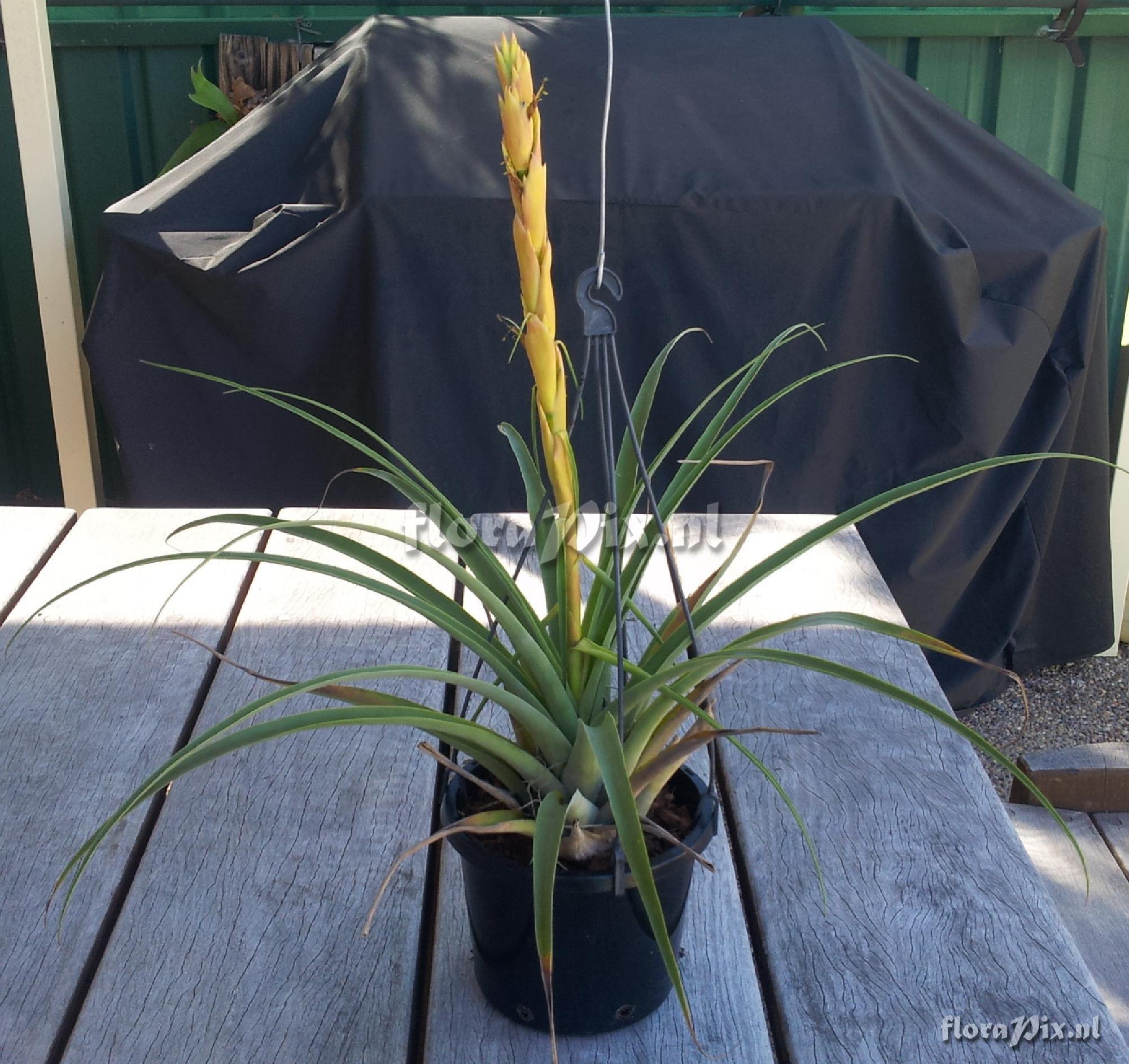 Tillandsia porphyrocraspeda??