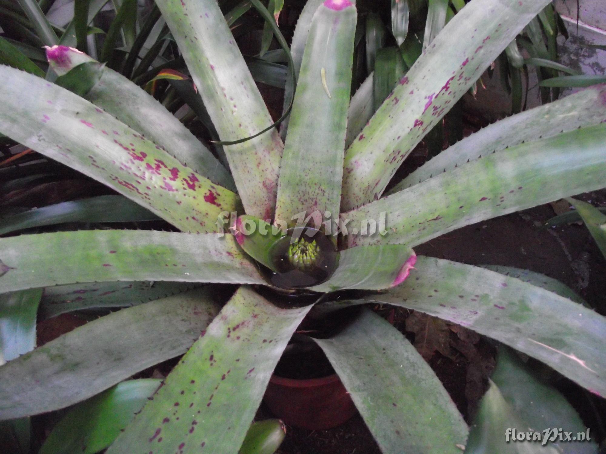 Neoregelia pascoaliana