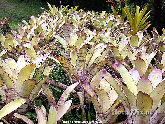 Neoregelia pascoaliana