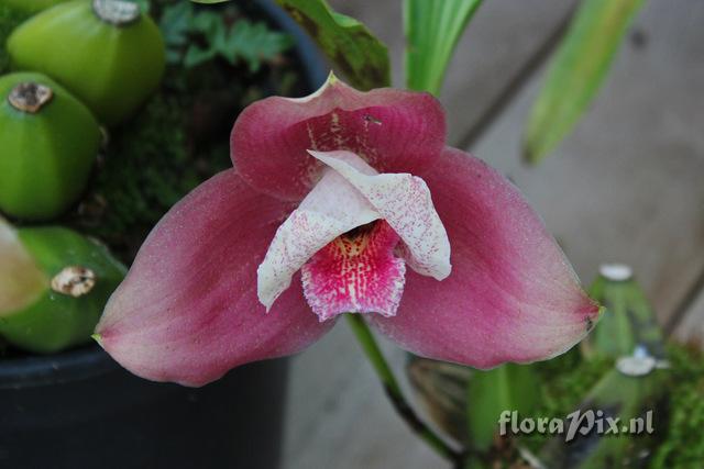 Lycaste macrophylla