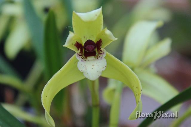 Maxillaria porphyrostele