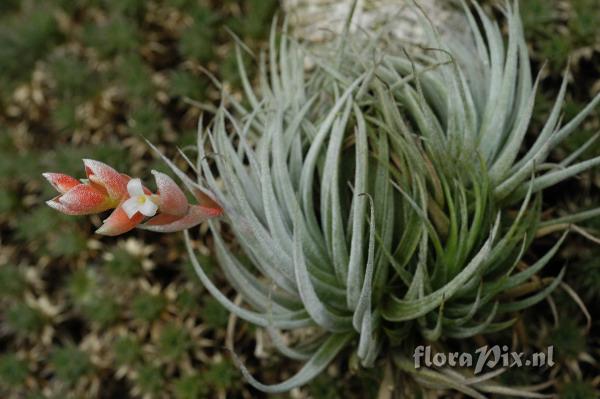 Tillandsia recurvifolia var. subsecundifolia