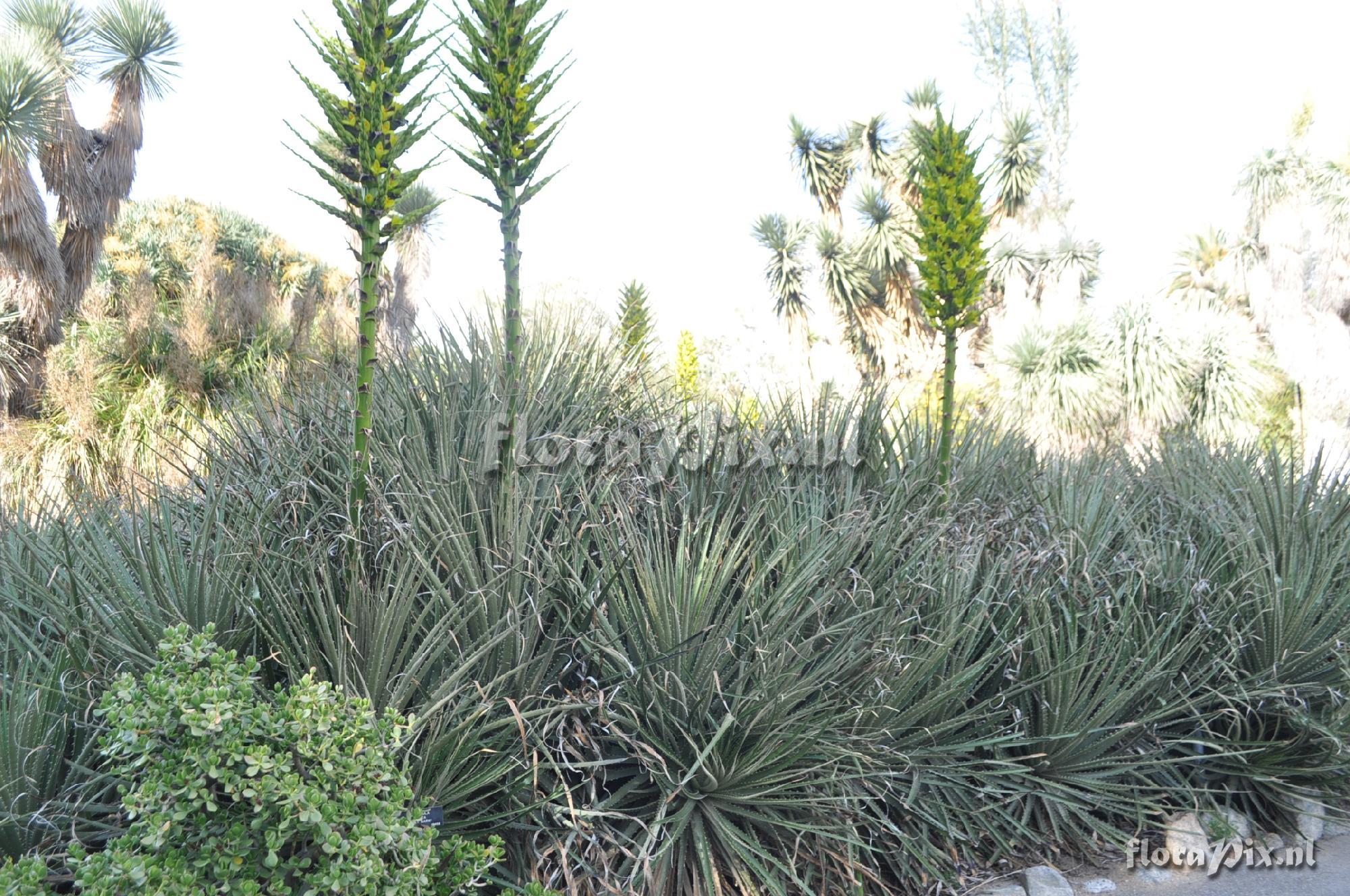 Puya chilensis