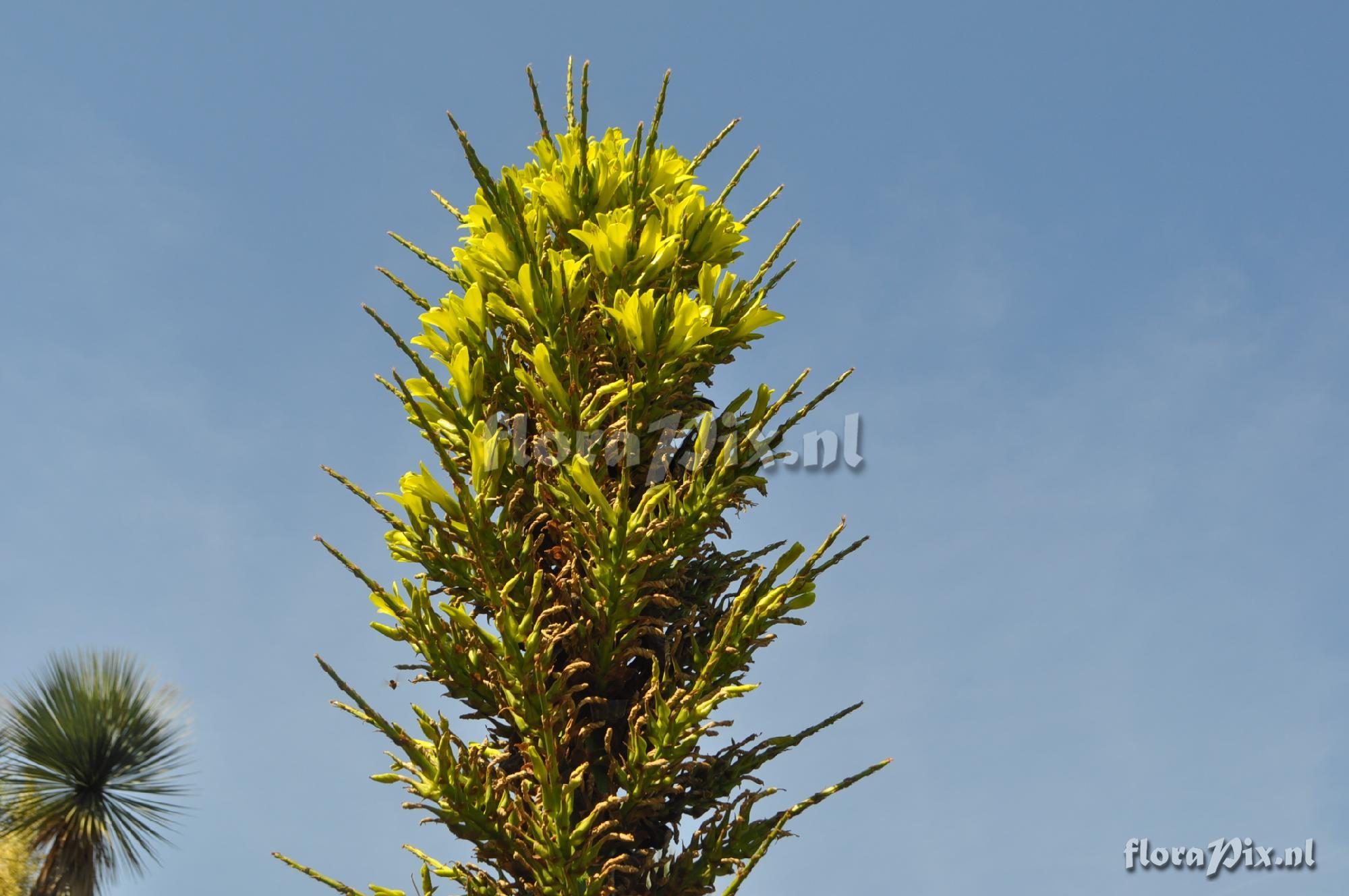 Puya chilensis