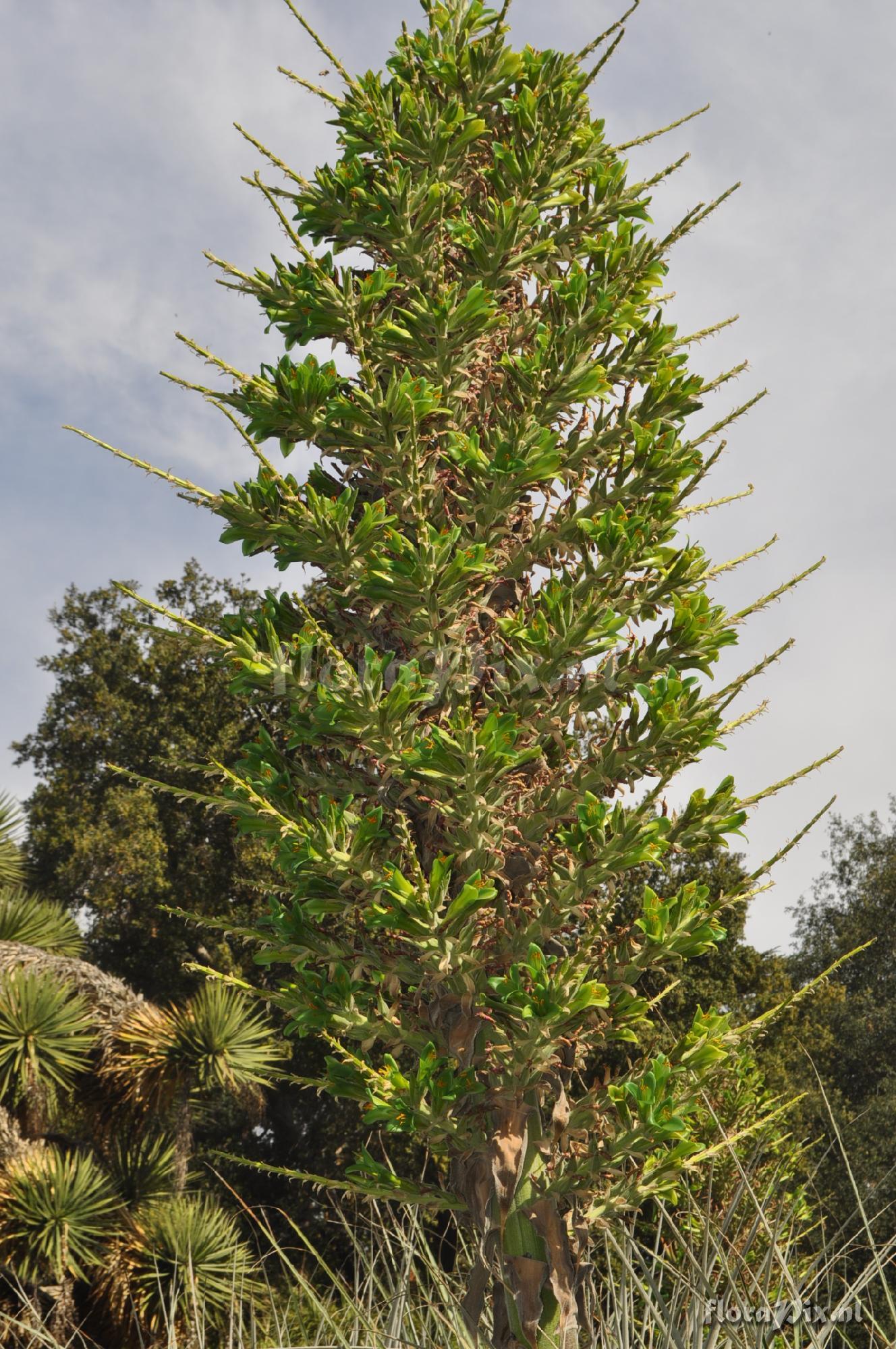 Puya berteroniana??