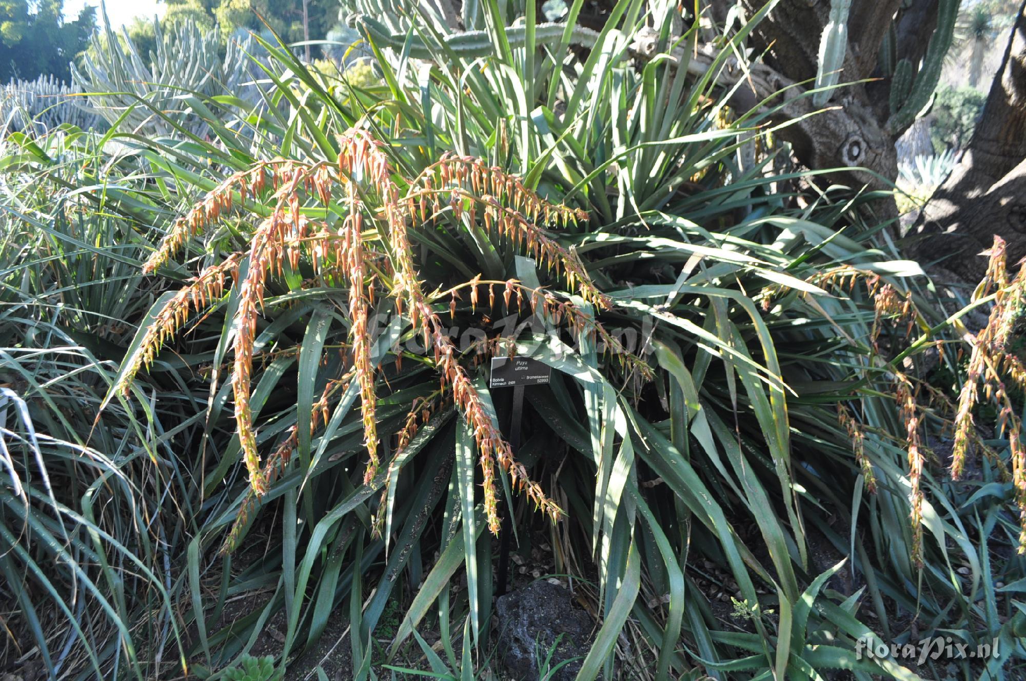 Puya ultima