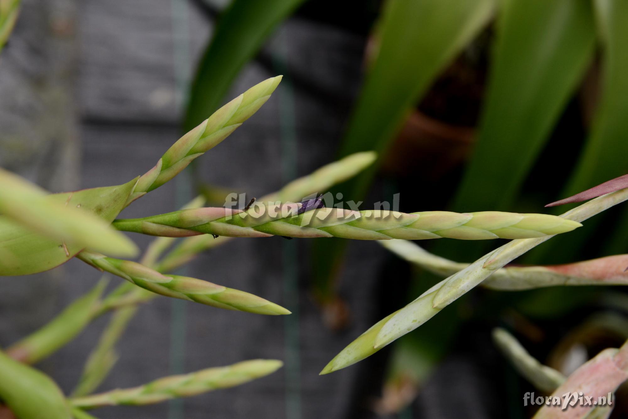 Tillandsia sp.