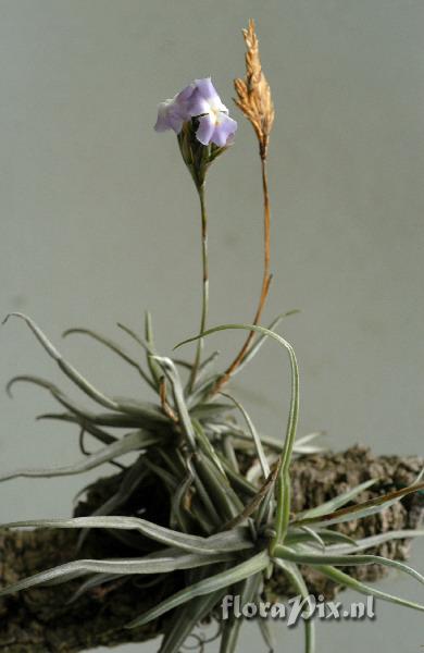 Tillandsia reichenbachii