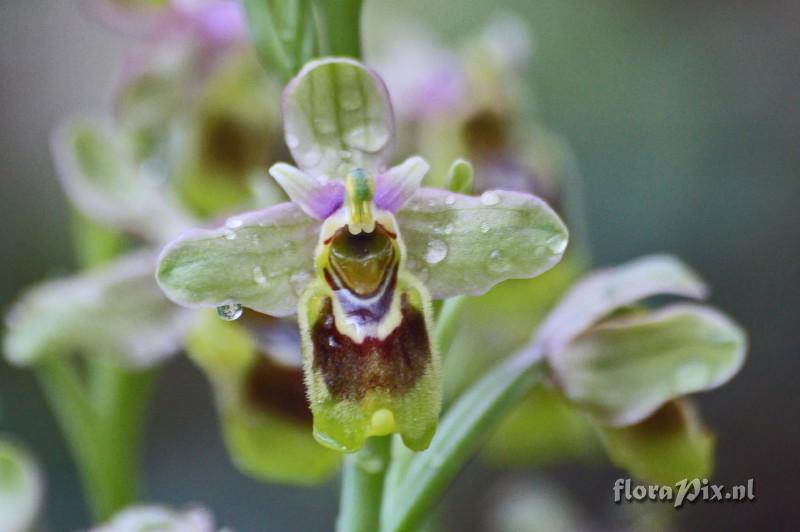 Ophrys tenthradinifera