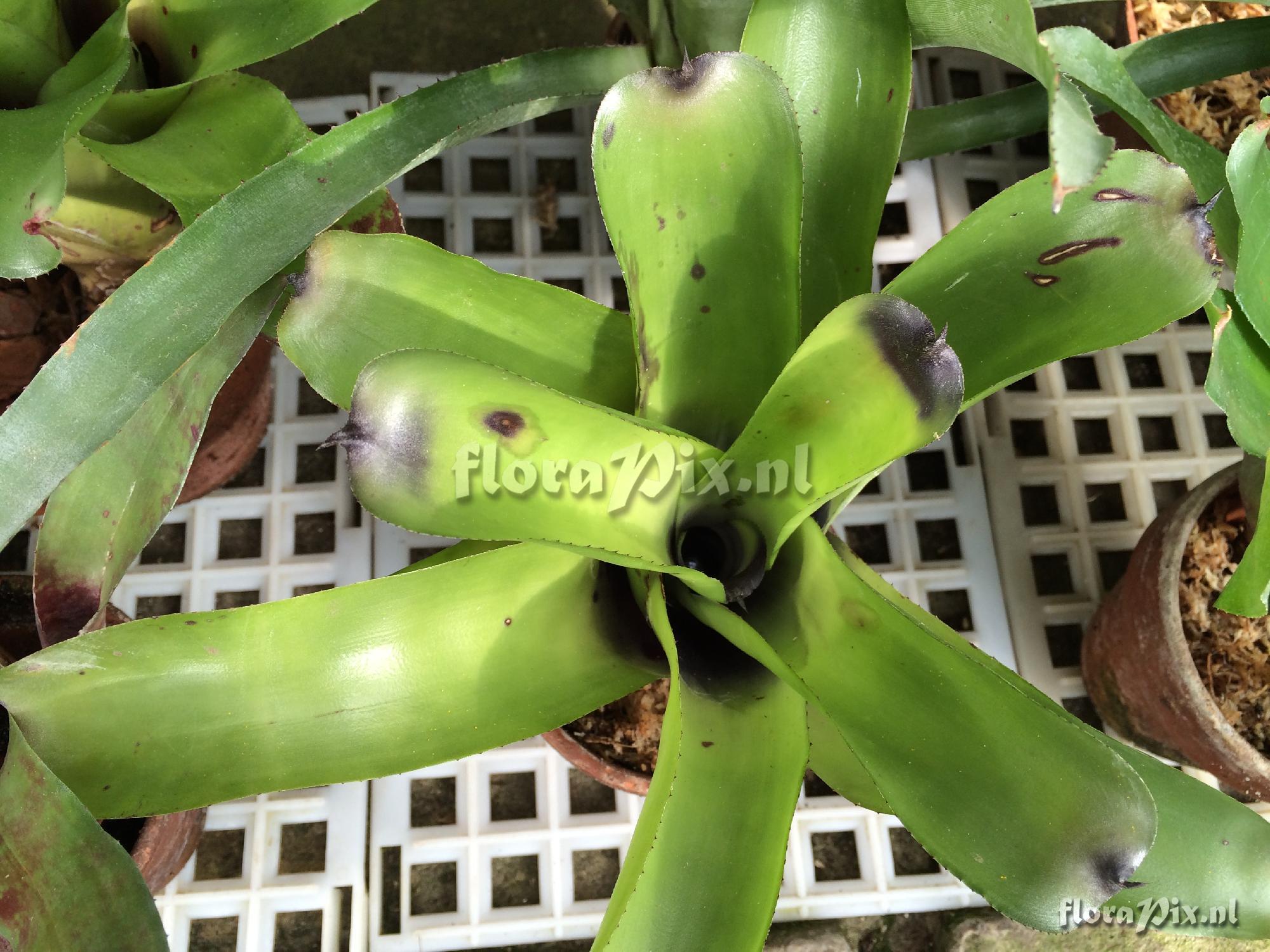 Aechmea caudata