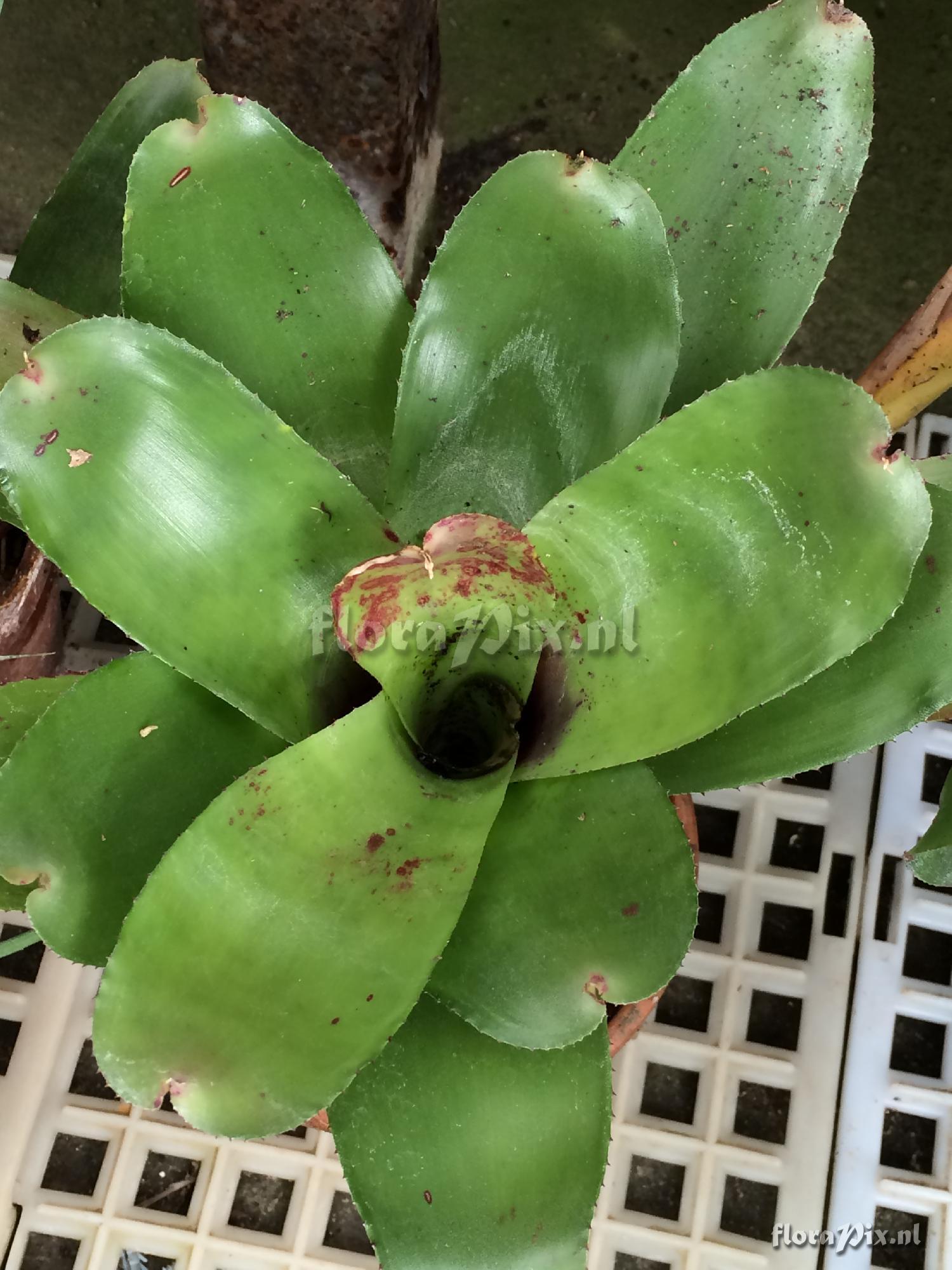 Neoregelia sp.