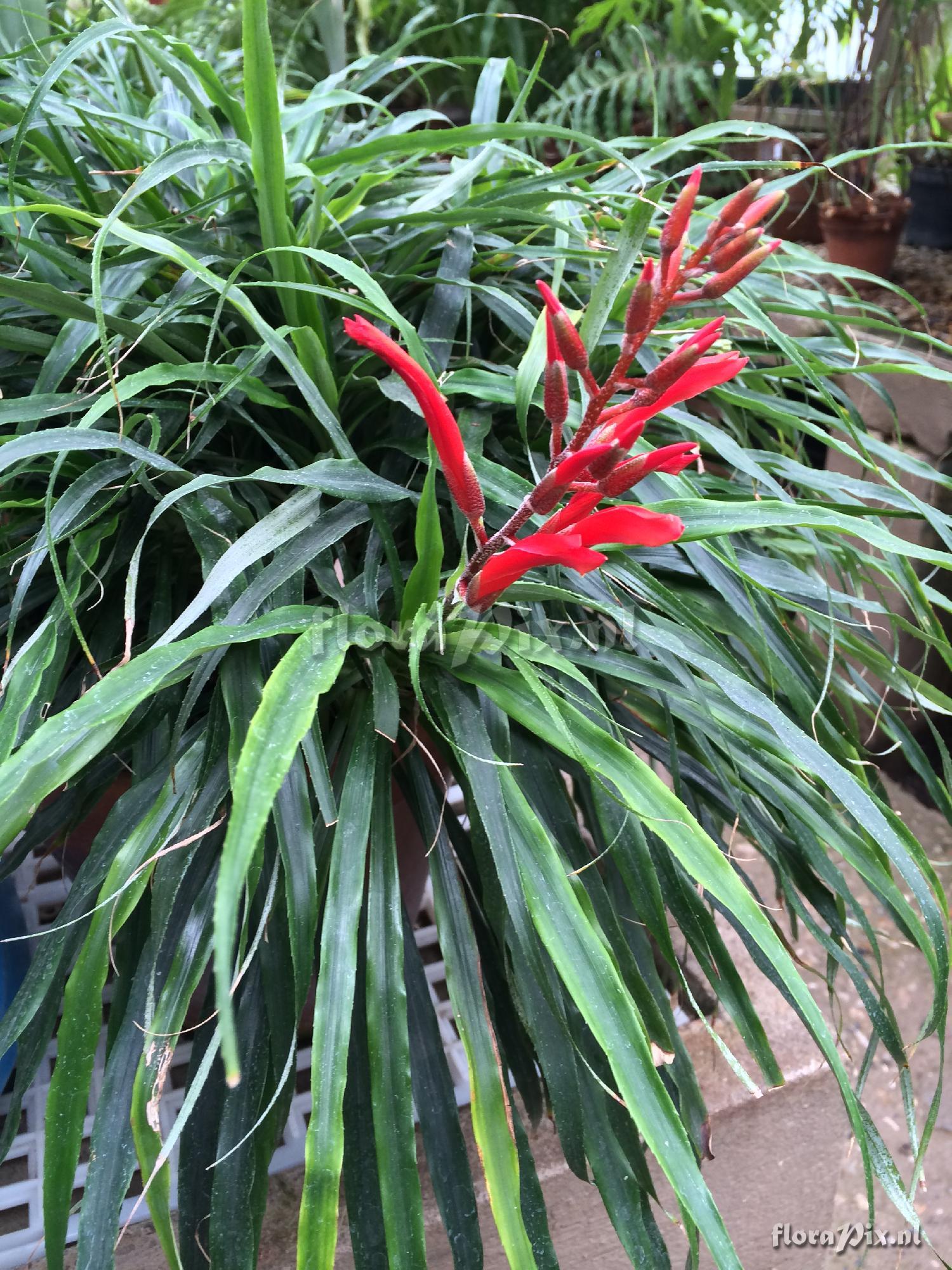 Pitcairnia punicea