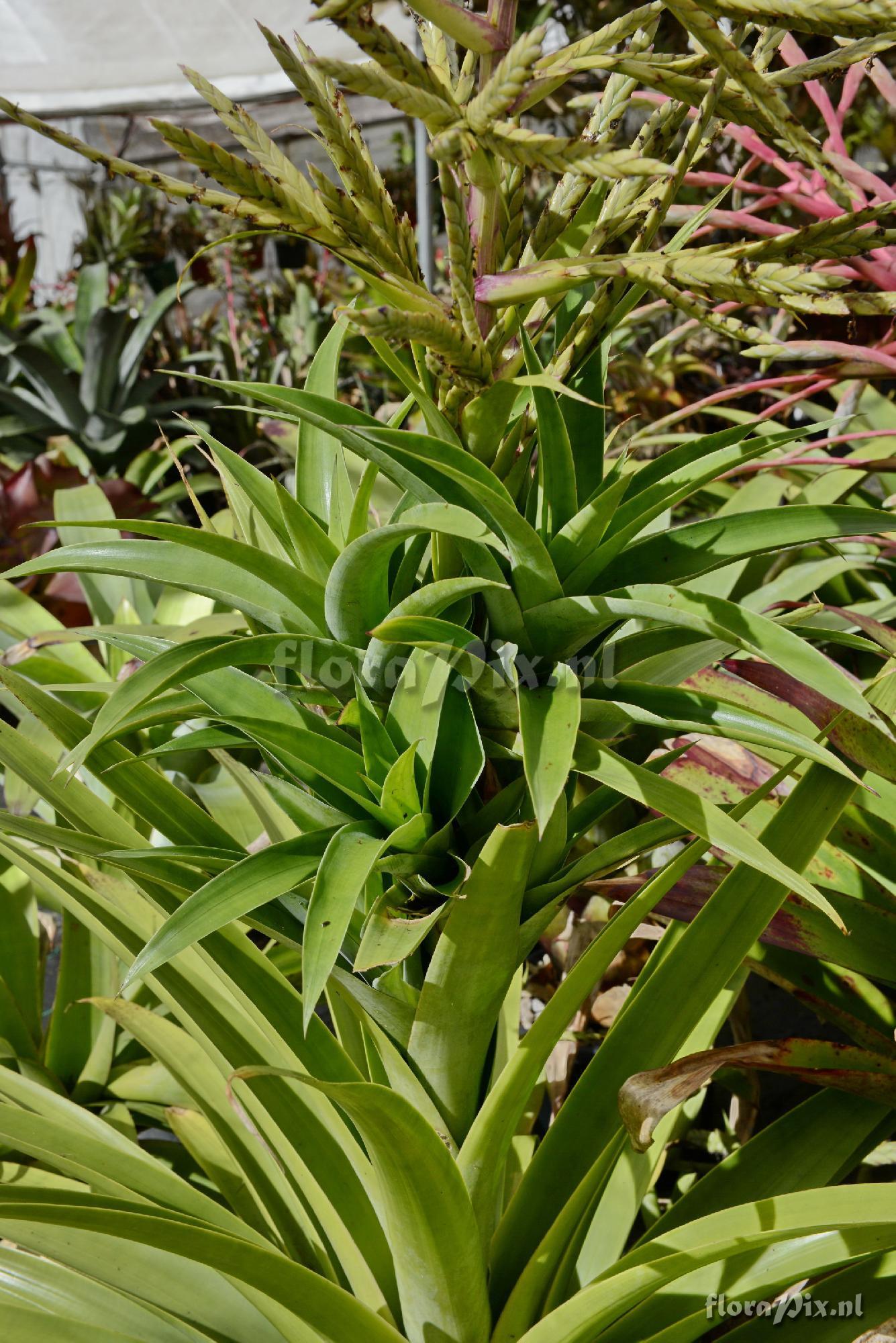 Tillandsia cf. sagasteguii