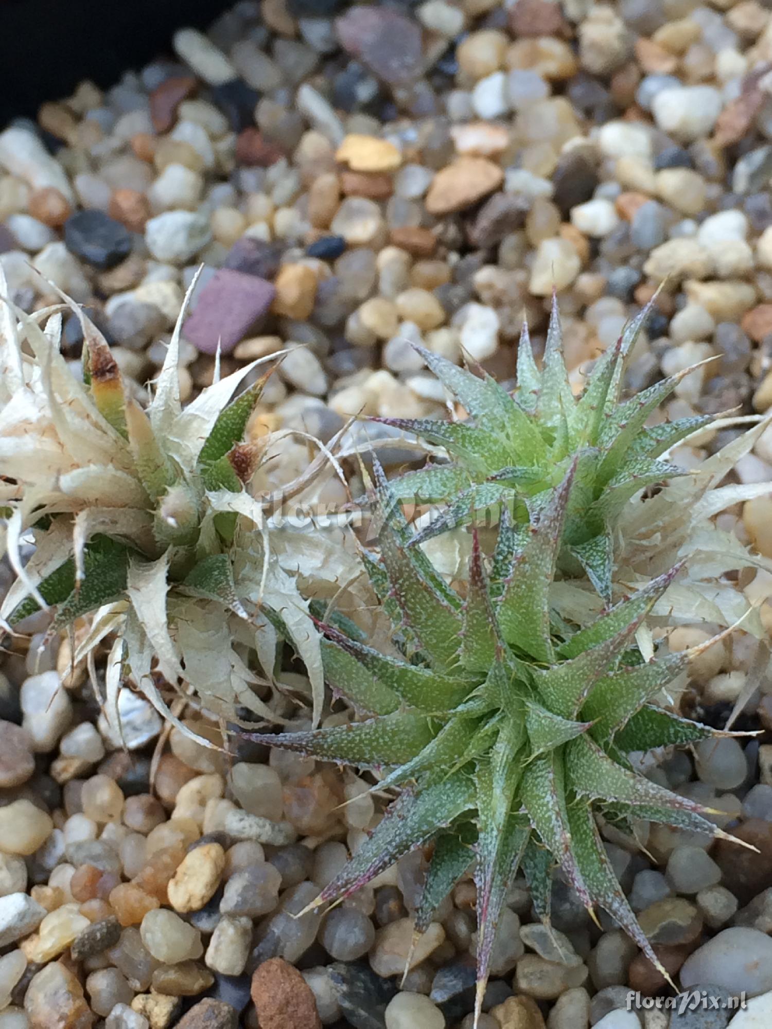 Deuterocohnia brevifolia