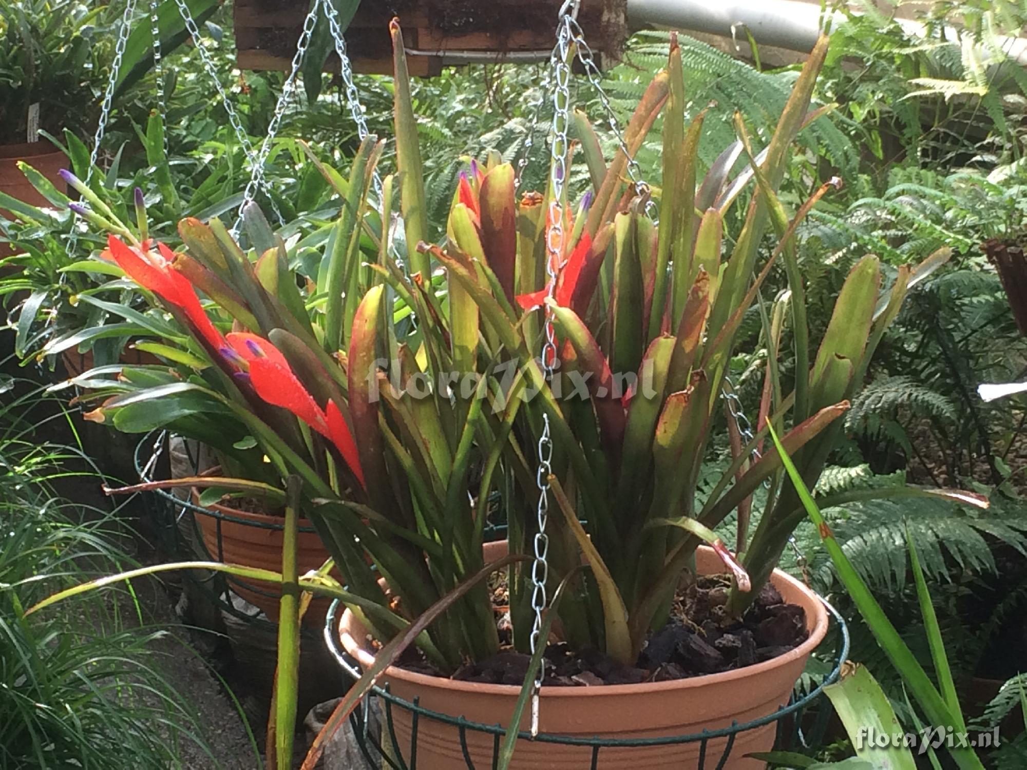 Billbergia 