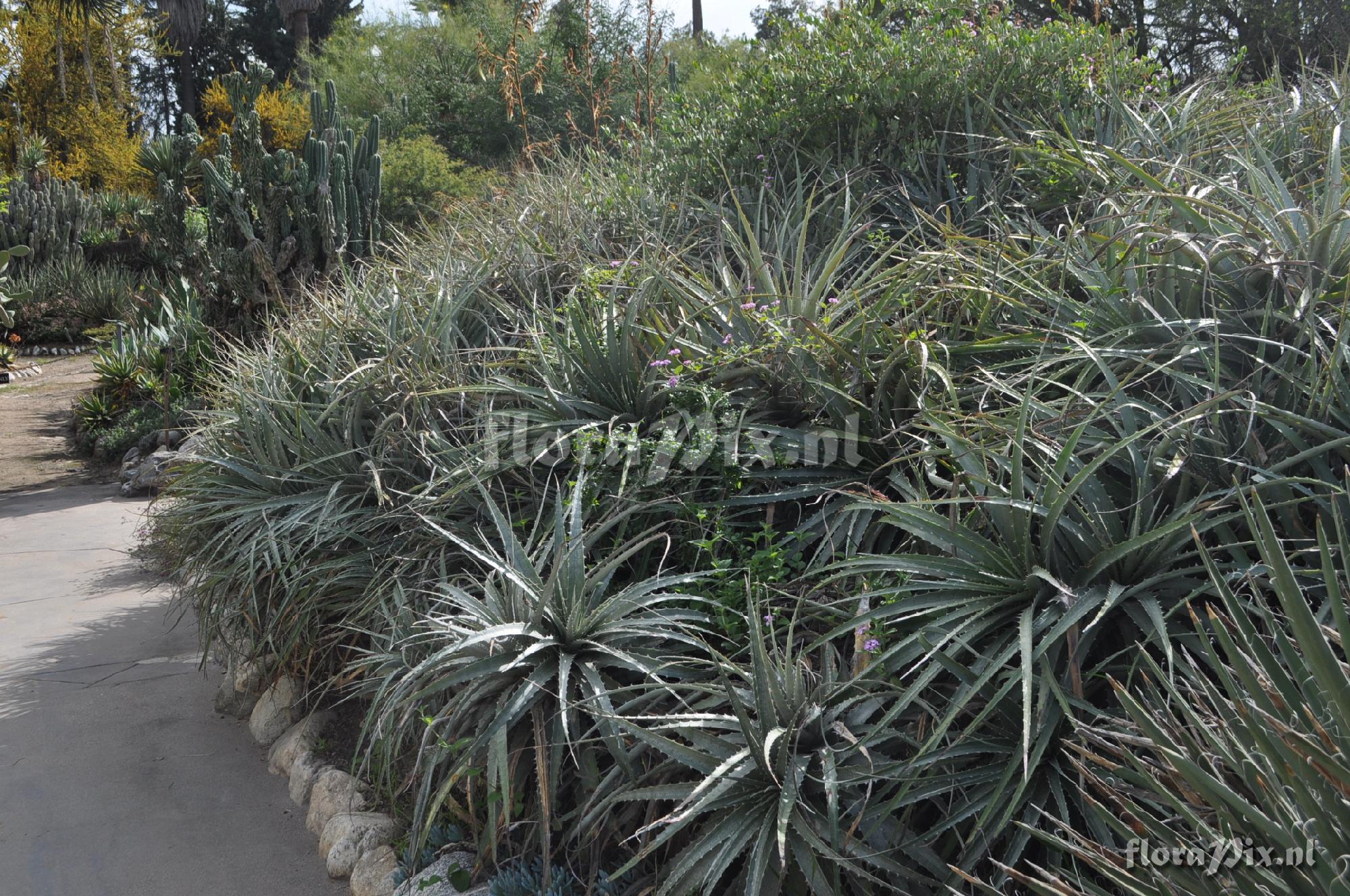 Puya sp