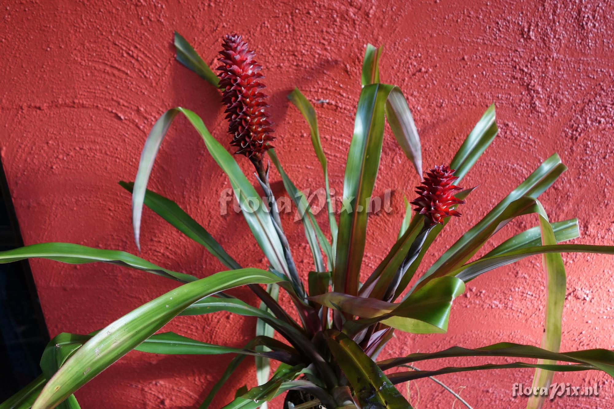 Aechmea veitchii