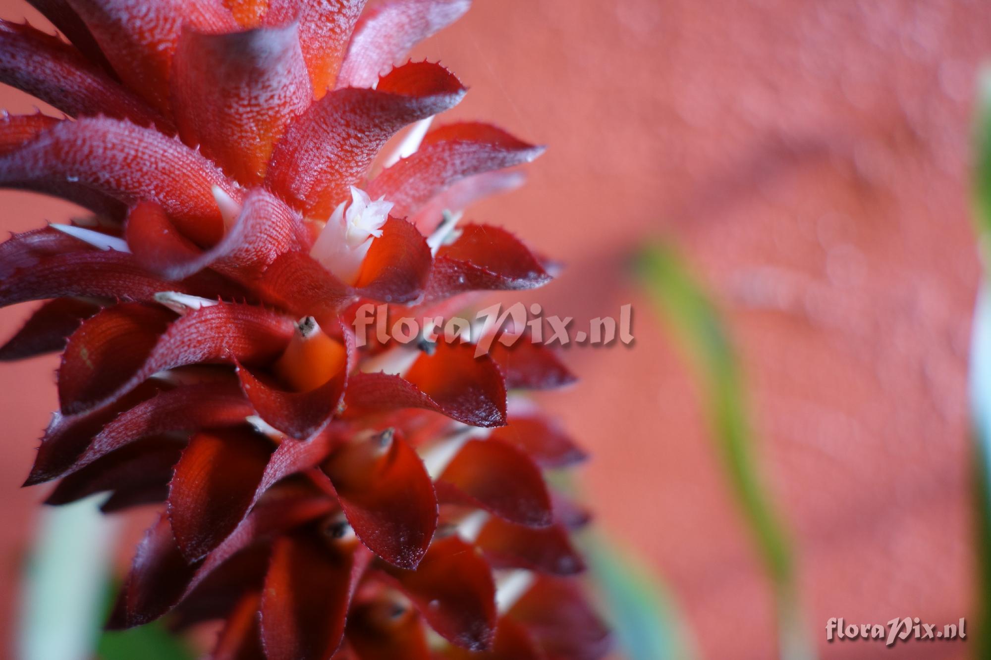 Aechmea veitchii