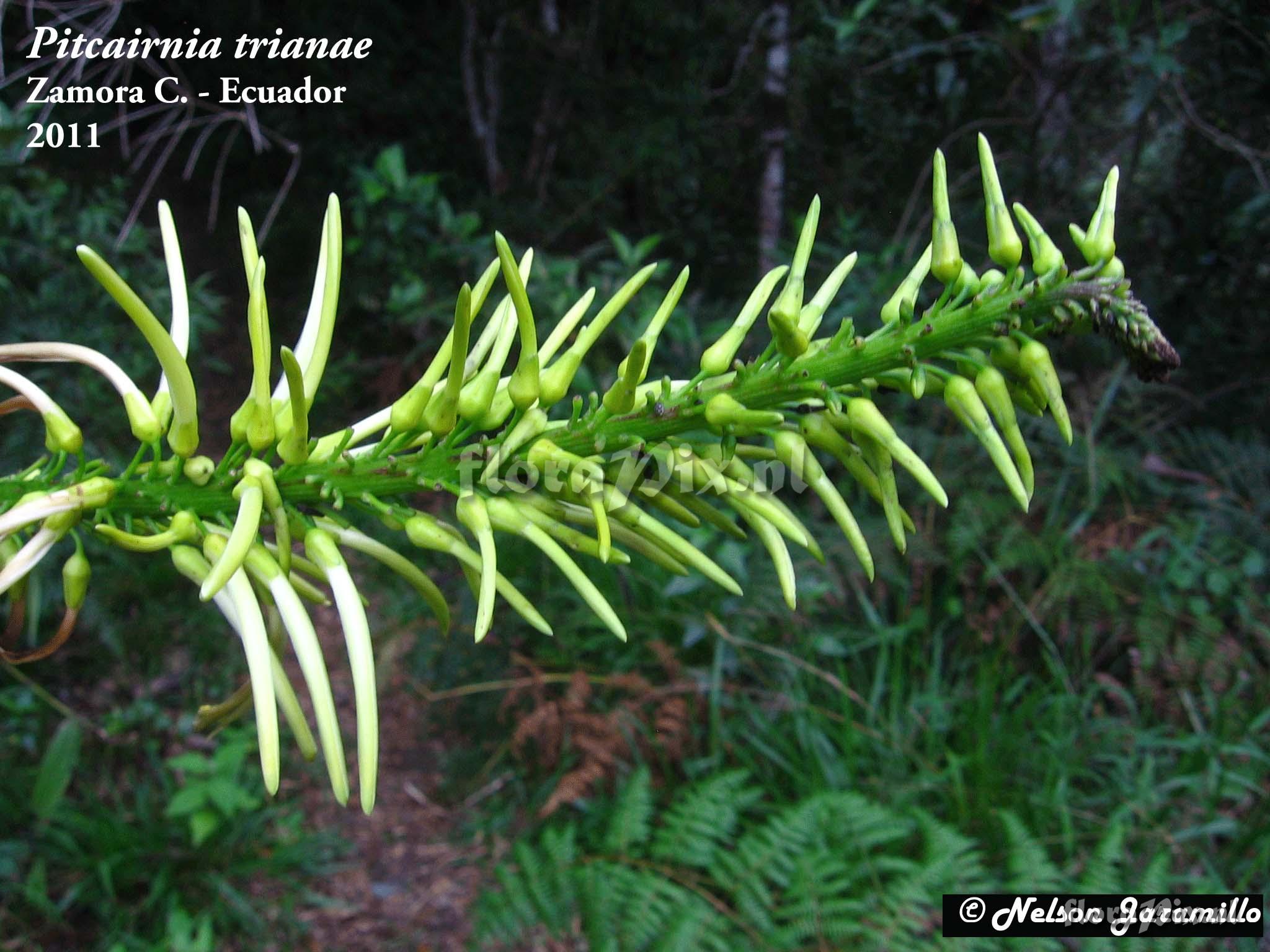 Pitcairnia trianae