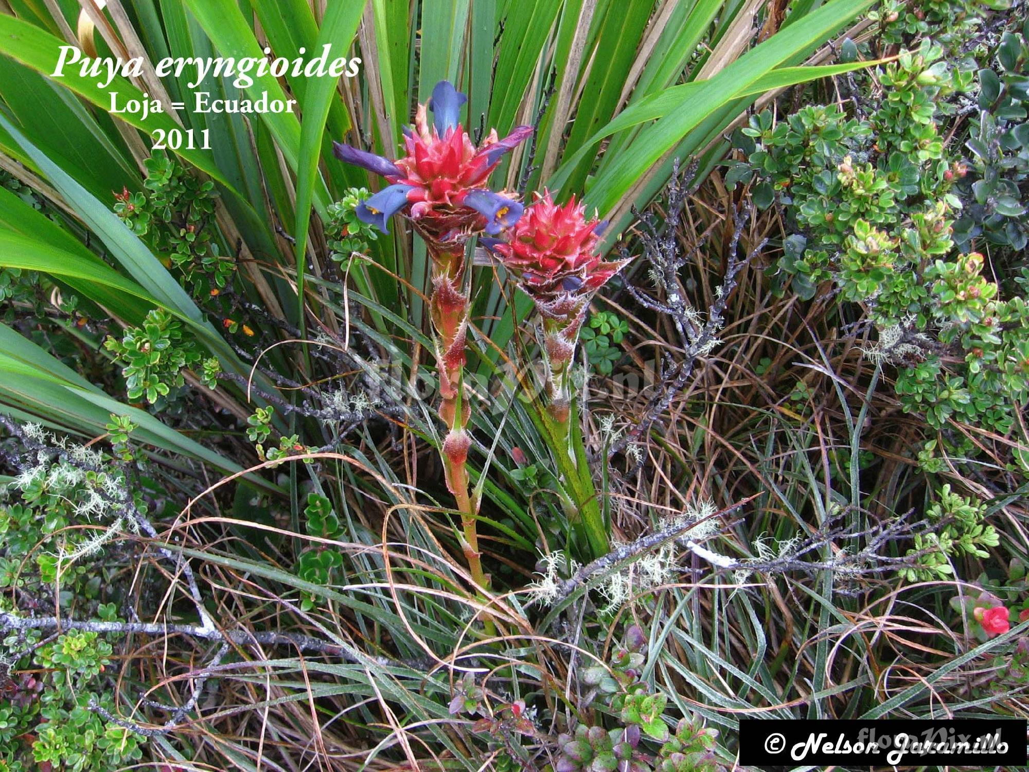 Puya eryngioides