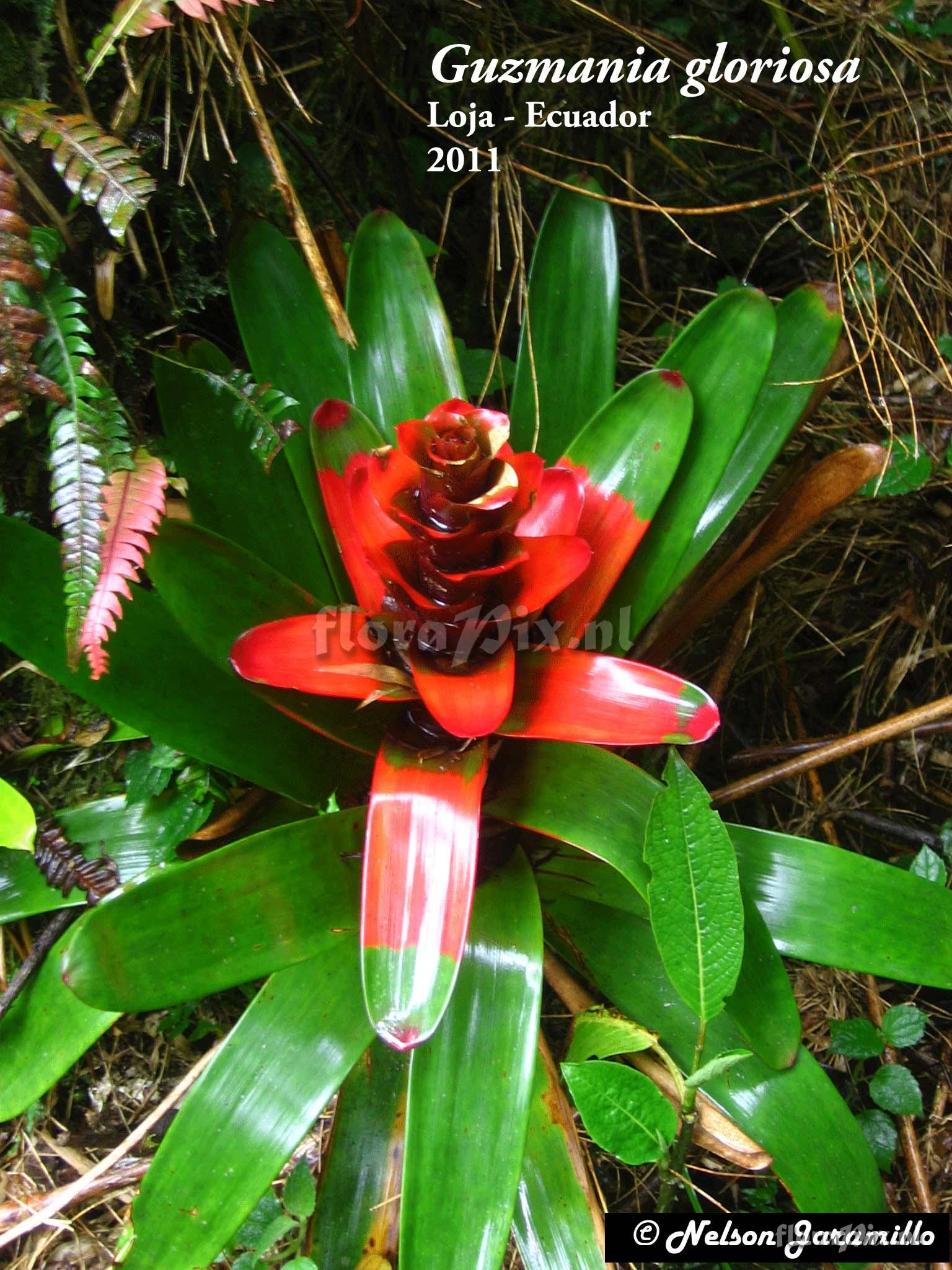 Guzmania gloriosa