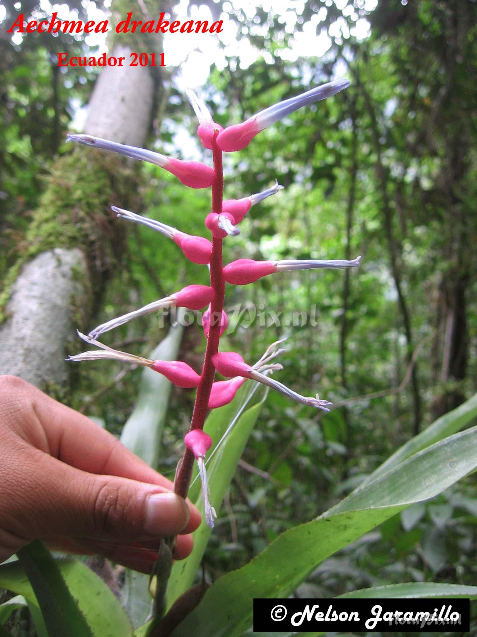 Aechmea drakeana