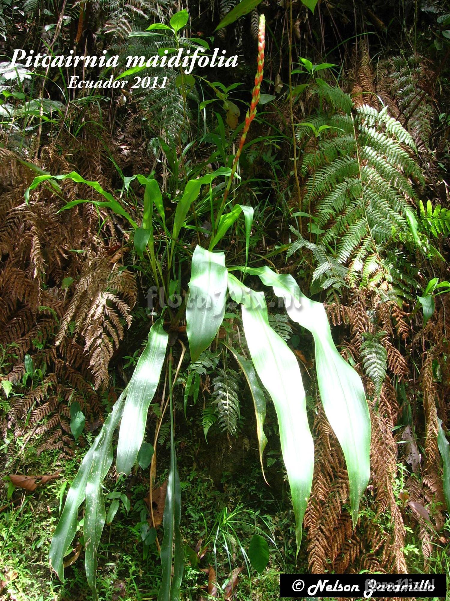 Pitcairnia maidifolia